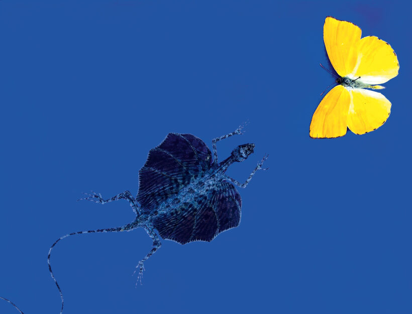 Le lézard et le papillon