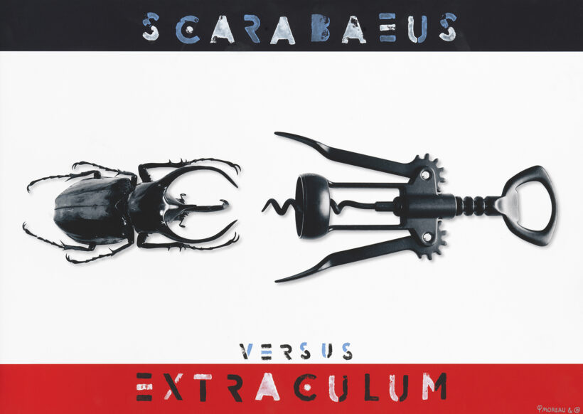 Scarabaeus